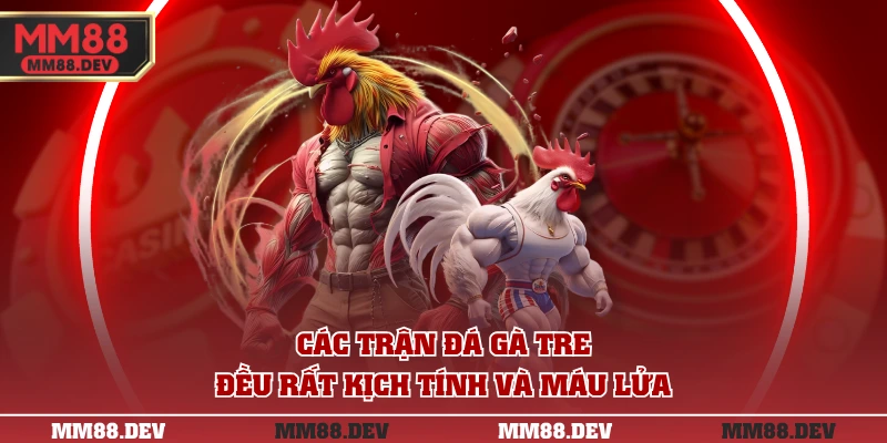 Các trận đá gà tre đều rất kịch tính và máu lửa