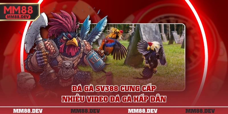 Đá gà MM88 cung cấp 50 - 100 trận đấu mỗi ngày