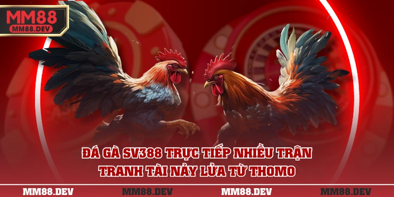Người chơi đánh giá cao khi xem và cá cược đá gà tại MM88