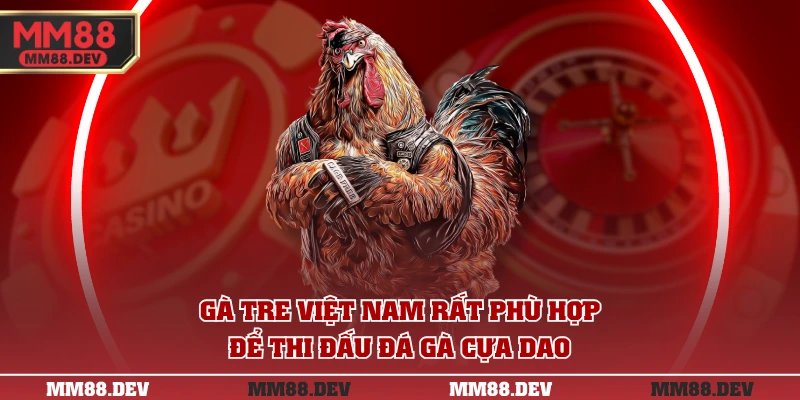Gà tre Việt Nam rất phù hợp để thi đấu đá gà cựa dao