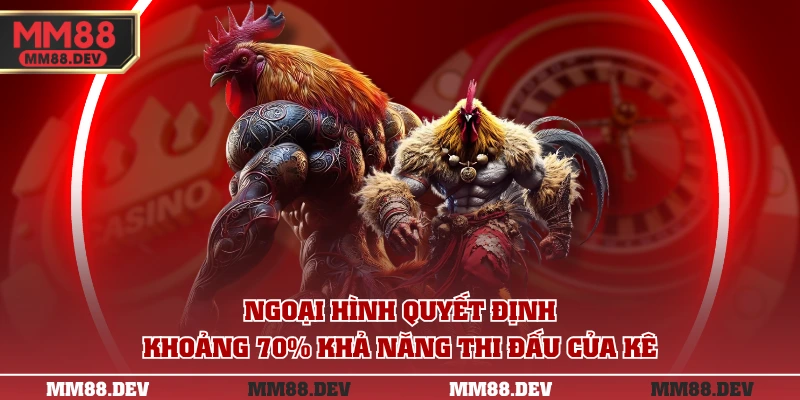 Ngoại hình quyết định khoảng 70% khả năng thi đấu của kê